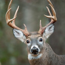 just-deer-things avatar