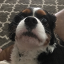 just-dev-things avatar