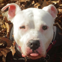 just-dog-thingz avatar