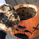 just-his-baby avatar