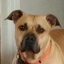 just-lookings-things avatar