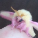 just-some-stupid-lee avatar