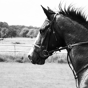 just-take-the-reins avatar