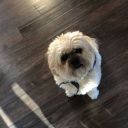 justa-randomperson avatar