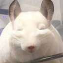 justaboutchinchillas avatar