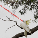 justaboytrynastim avatar