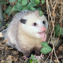 justagoddamnpossum avatar