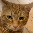 justahomunculus avatar