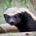 justahoneybadger avatar