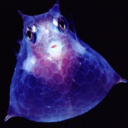 justajellofish avatar