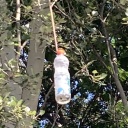 justalazyauthor avatar