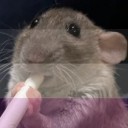 justananxiousrat avatar