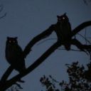 justanotherundead avatar