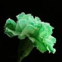 justaqueerlad avatar