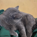 justarandomnbfan avatar