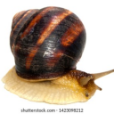 justarandomsnail avatar