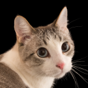 justasillycat0 avatar