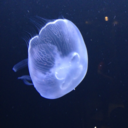 justasimplejellyfish avatar