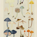 justateenagebasketcase avatar