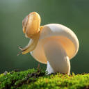 justatiredlittlesnail avatar