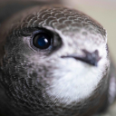 justc4llmeellie avatar