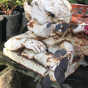 justcallme-nala avatar