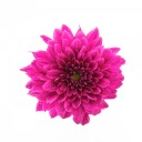 justcuriousandbored avatar