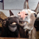 justdonkeys-blog avatar