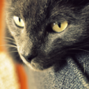 juste-les-chats-blog avatar