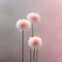 justfathairywomen88 avatar