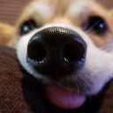 justhereforthesmiles avatar