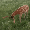 justiceformeplease avatar