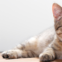 justiceforpepe avatar