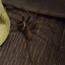 justregularalex3 avatar