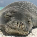 justselkiethings avatar