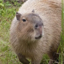 justsillyhuman avatar