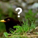 justsomebirdy avatar