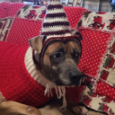 justsomecrows avatar