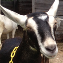 justsomegoats avatar