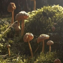 justsouponafork avatar