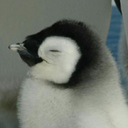 justtheonebraincell avatar