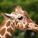 justwalkingthru avatar