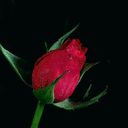 juuliptjoesin avatar