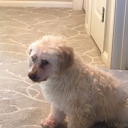 juulius-ceasar avatar