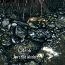 juvenile-mudcrab avatar