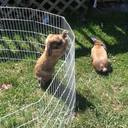 k-magic-universe avatar