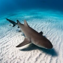 k4t-but0fbr4nd avatar