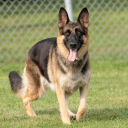 k9knottingzoo avatar