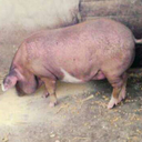 kaaahruuiva-blog avatar