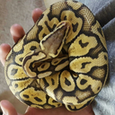 kaatheballpython avatar